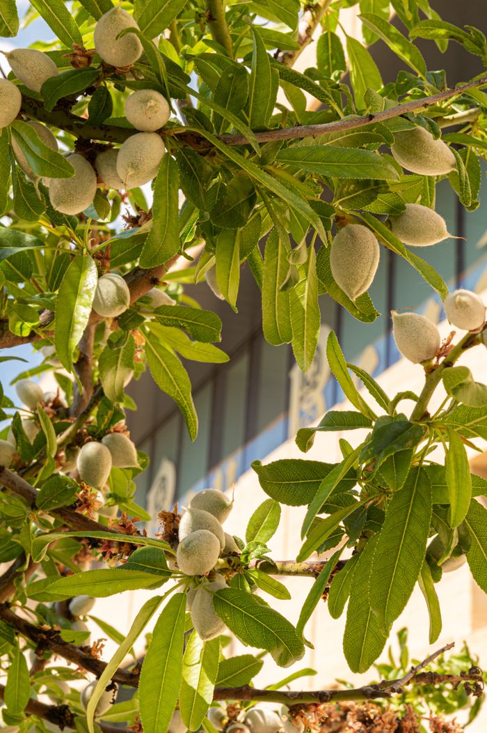 Ihre 5 Sinne werden in den Gärten von Roy René erwachen. Sie werden die Düfte der mediterranen Pflanzen spüren, das Summen der Bienen hören, die Farben der Rosen bewundern und...