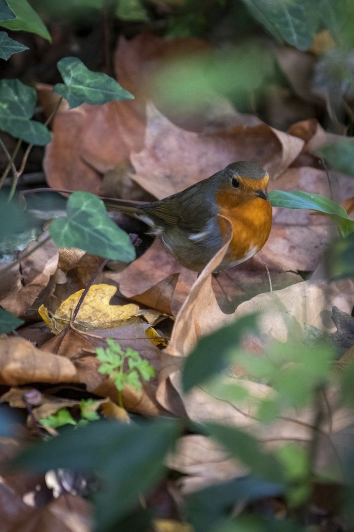 Parc des Jalles - Atelier et balade « Les oiseaux, comment aider les oiseaux en hiver » animée par l'Ecosite du Bourgailh