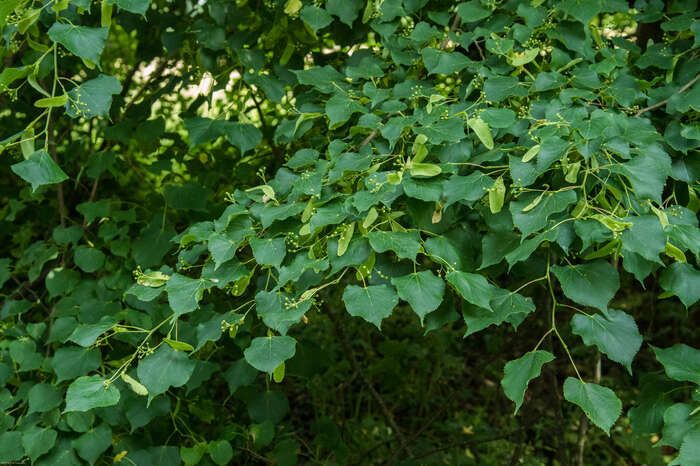 Das Arboretum beherbergt eine Sammlung von Bäumen von hier und anderswo!