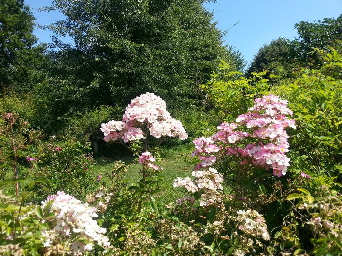 Das Rosenfest lädt zwischen über 500 historischen Rosen zu zahlreichen Infos, Kaffe und Kuchen, Lyrik und Musik.