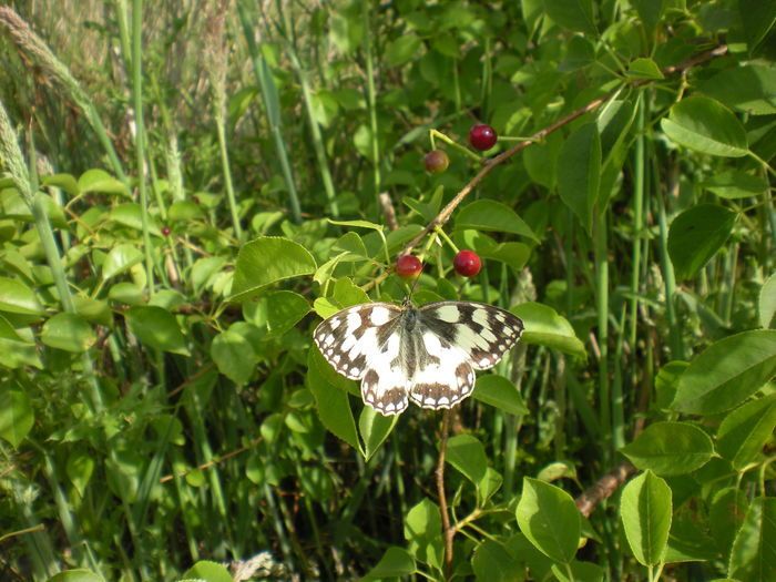 Venez capturer et observer de près les insectes du parc des Beaumonts ! Comment les identifier ? Nous nous arrêterons sur 2 groupes d'espèces en particulier : les papillons et les libellules.