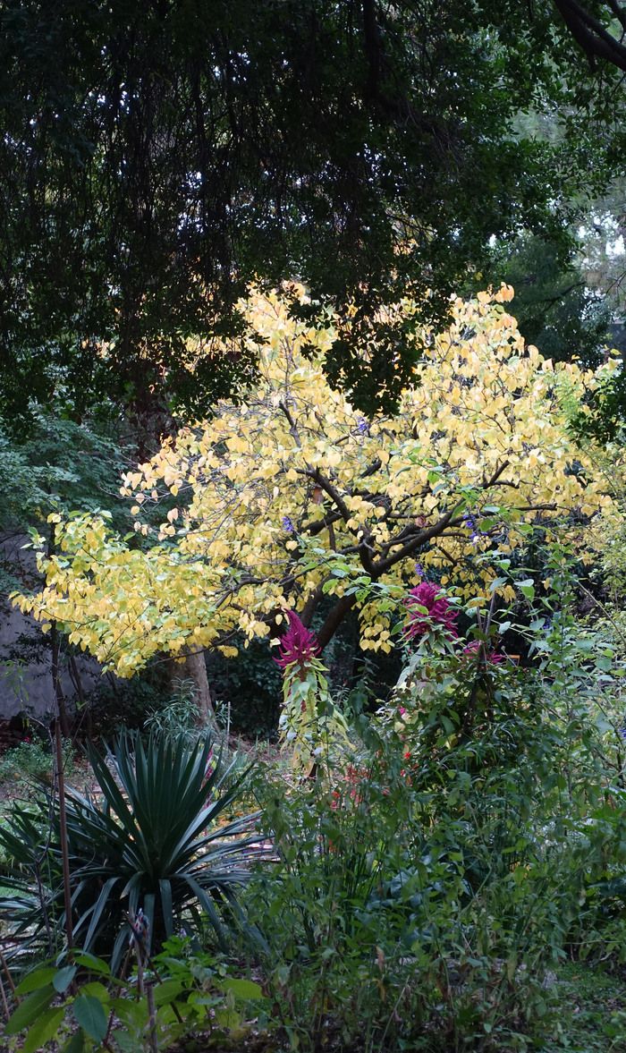 Der Jardin de la Reine gehört zu einem größeren Komplex, dem Jardin des Plantes de Montpellier, dem ältesten botanischen Garten Frankreichs und einem der ersten botanischen Gärten Europas.