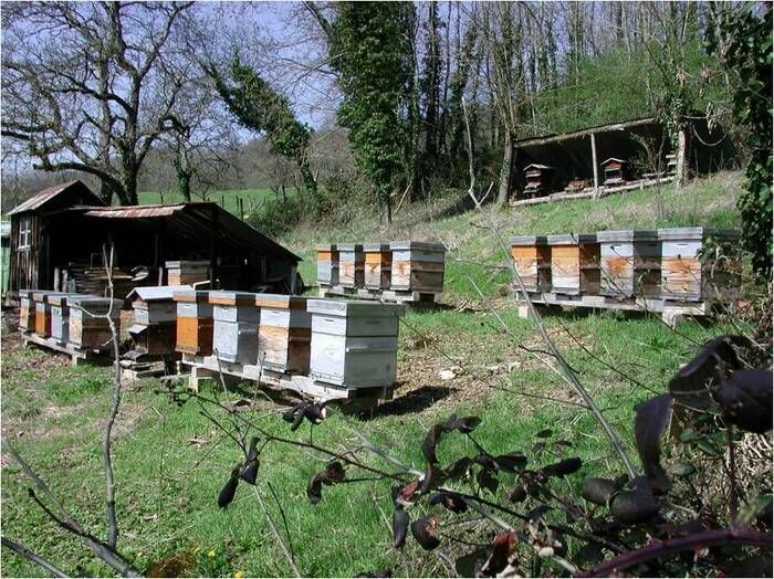 Venez me rencontrer aux halles du marché de Montbard, découvrir les miels de mes abeilles, mon pain d'épices, mon hydromel et mes gâteaux.