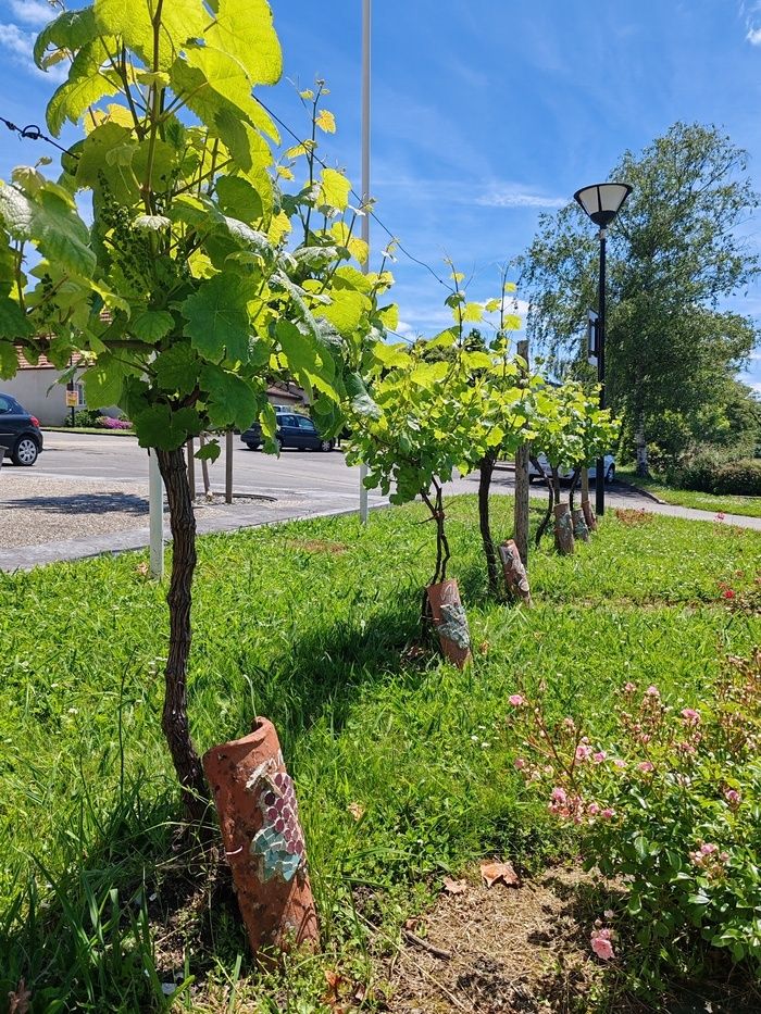 Entdecken Sie den Obstgarten des Schlosses von Claracq sowie die alten Weinberge, die von der Vereinigung der ländlichen Ältesten von Claracq vorgestellt wurden.