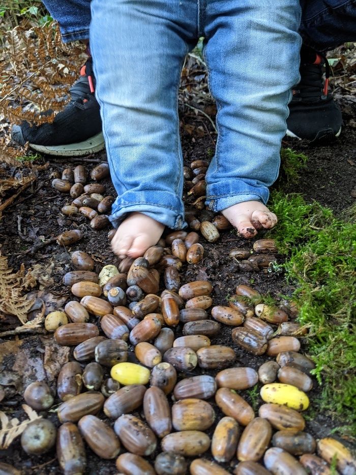 Forêt des tout-petits