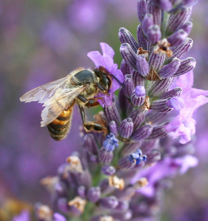 Participer à une visite de la Miellerie des Gorges de la Loire et de sa salle d'extraction, découverte du monde des abeilles et du travail de l'apiculteur