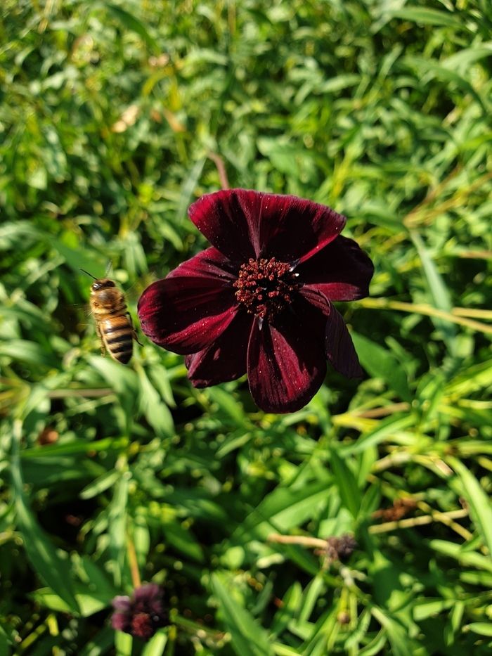 Präsentation des pädagogischen Bienenstocks, seiner Nützlichkeit, seiner Funktionsweise und seiner Bienen