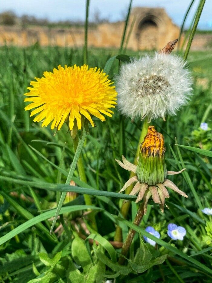 Seit jeher pflückte der Mensch die Pflanzen, um sich zu ernähren, zu heilen oder für seine Rituale. Dann begann er, sie anzubauen. Einige Pflanzen bleiben jedoch der Natur und ernten sie...