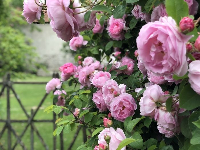 Besuch der Roquelin-Gärten mit dem Duft von Rosen, dem Gesang von Vögeln und dem Hof. Die vielen Farben mit den Blumen, aber auch Tiere wie Pfauen werden Sie begleiten ...