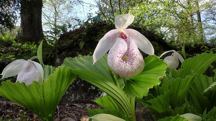 Der kommentierte Orchideenbesuch findet am Sonntag, 2\. Juni um 15 Uhr statt. Dauer: ca. 1.00-1.15 Uhr.