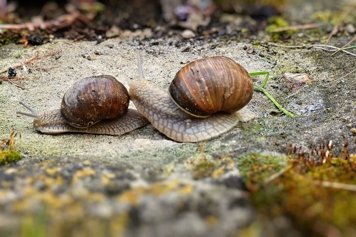 Jeux de société et course d'escargots