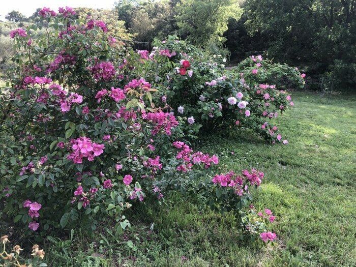 Entdecken Sie verschiedene Sorten und Rosen auf einer olfaktorischen, visuellen, emotionalen Ballade, während der die Königin der Blumen Ihr Herz beruhigen und öffnen wird...