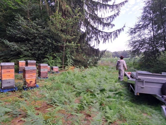 Dégustation de miels, propolis, pollen et visite de la miellerie