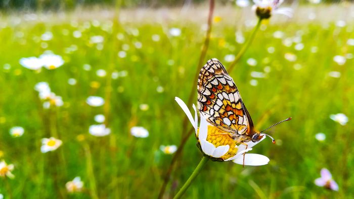 Papillons