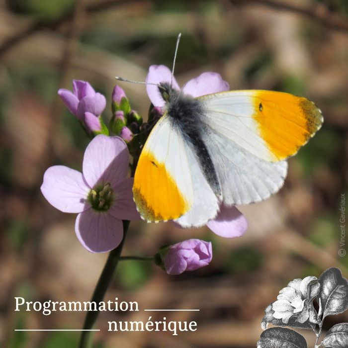 Les arbres bourgeonnent et les animaux sortent de l'hiver, rendez-vous toute cette semaine pour être incollable sur notre région au printemps !