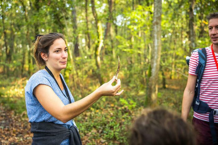 Découverte de la forêt