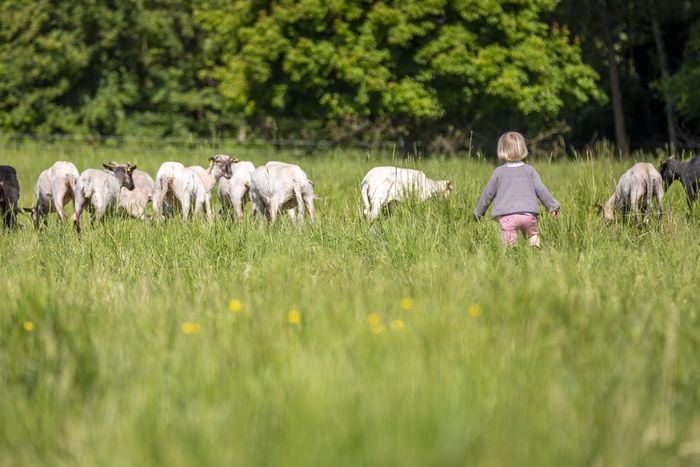 Découverte des moutons