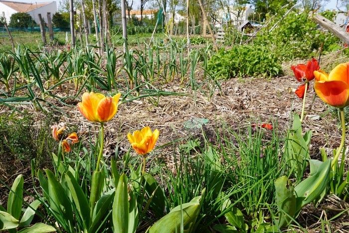 ATELIER / Cycle d’animations pratiques autour du jardinage au naturel pour découvrir les méthodes de production, partager ses expériences et progresser ensemble !