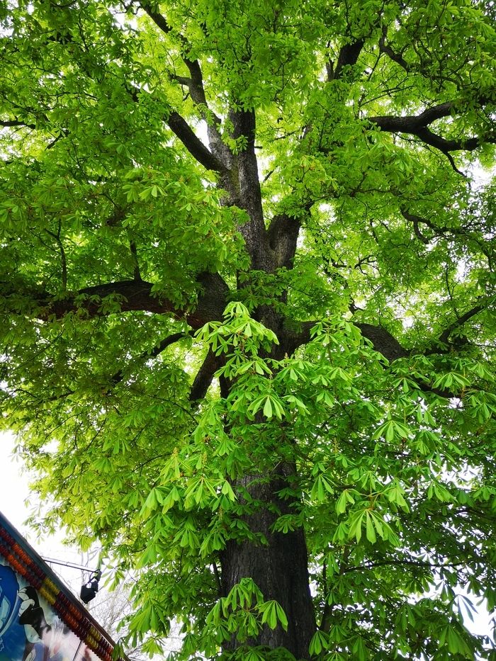 Essentielle à la survie de l'arbre, la feuille est une prouesse technologique à elle seule. Venez découvrir son fonctionnement et identifier les arbres à partir de leurs formes.