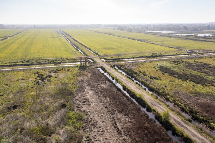 Parc des Jalles - Sortie Parempuyre : entre landes médocaines et marais de Garonne animée par Terre et Océan