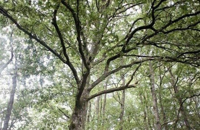 Quelle est la place de la forêt dans notre région ?