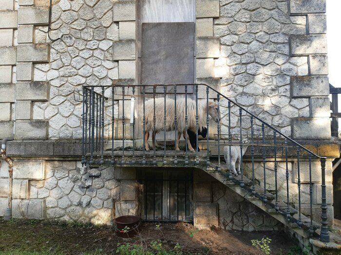 Lou-Anne, bergère du parc des Coteaux, vous présente son troupeau et son métier. Dans le cadre du programme d'Animations Nature 2024 du parc des Coteaux.