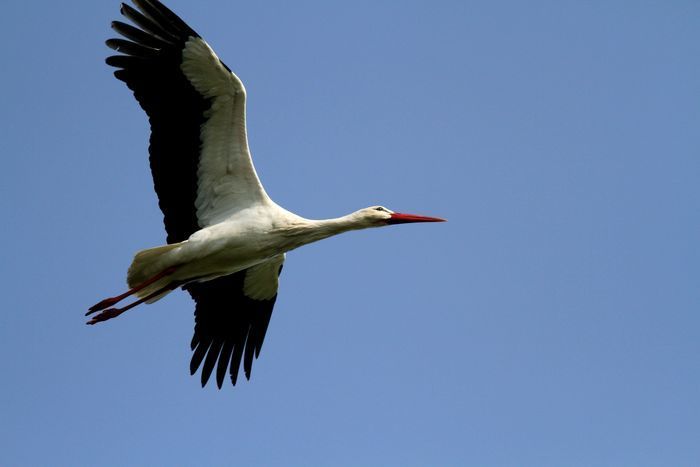 Découverte de la faune, de la flore et de la gestion de la Réserve.