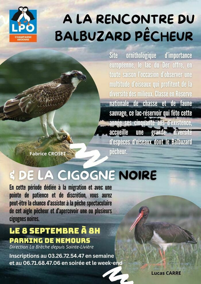 La LPO Champagne-Ardenne organise une matinée d'observation le  8 septembre sur le "Vieux Der" terrain de chasse privilégié du Balbuzard pêcheur et escale de migration de la Cigogne noire.