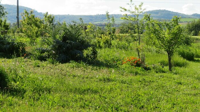 Das Croissant Fertile bietet Ihnen eine geführte Wanderung in seinem Garten-Wald, um wenig bekannte essbare Pflanzen oder von agro-ökologischem Interesse zu entdecken. Die Bäume wurden vor 5 Jahren ge