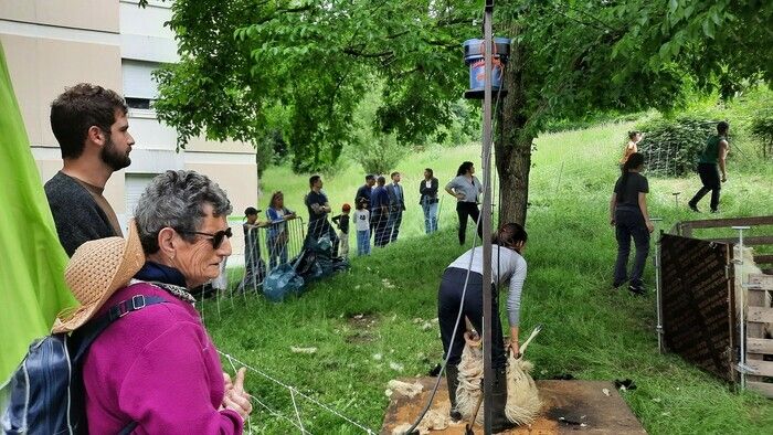 Venir découvrir la tonte d'un troupeau de brebis, et une initiation au filage de la laine !