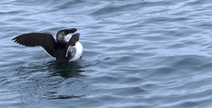 En hiver, les ports accueillent de nombreux oiseaux.