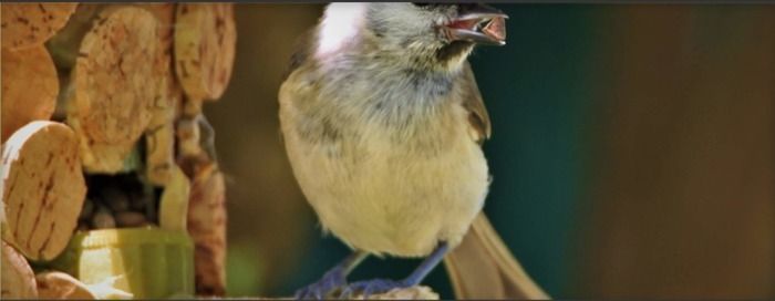 L’animation est composée d’une balade de découverte des oiseaux et d’un atelier pour faire des mangeoires, pour aider les plus petits d’entre eux à passer les jours les plus froids de l’hiver.