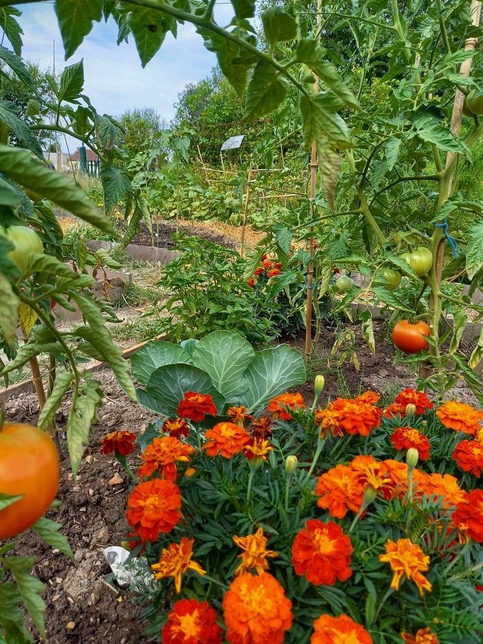 Besuchen Sie anlässlich der «Rendez-vous aux jardins 2024» diesen charmanten Gemeinschaftsgarten.