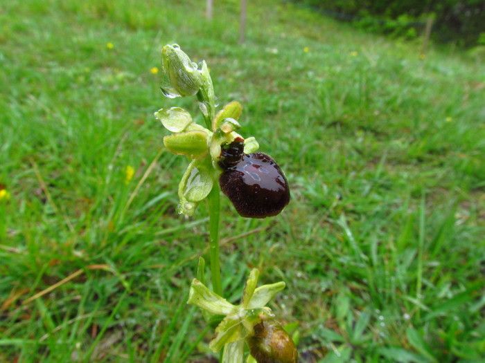 Initiez-vous à la reconnaissance des plantes lors d'une promenade dans le parc des Beaumonts. A l'aide de loupes et de guides des fleurs sauvages, nous vous apprendrons à observer les fleurs.