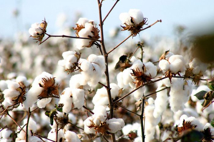 Archéologie du coton, de l’ancien monde au rayon du supermarché...