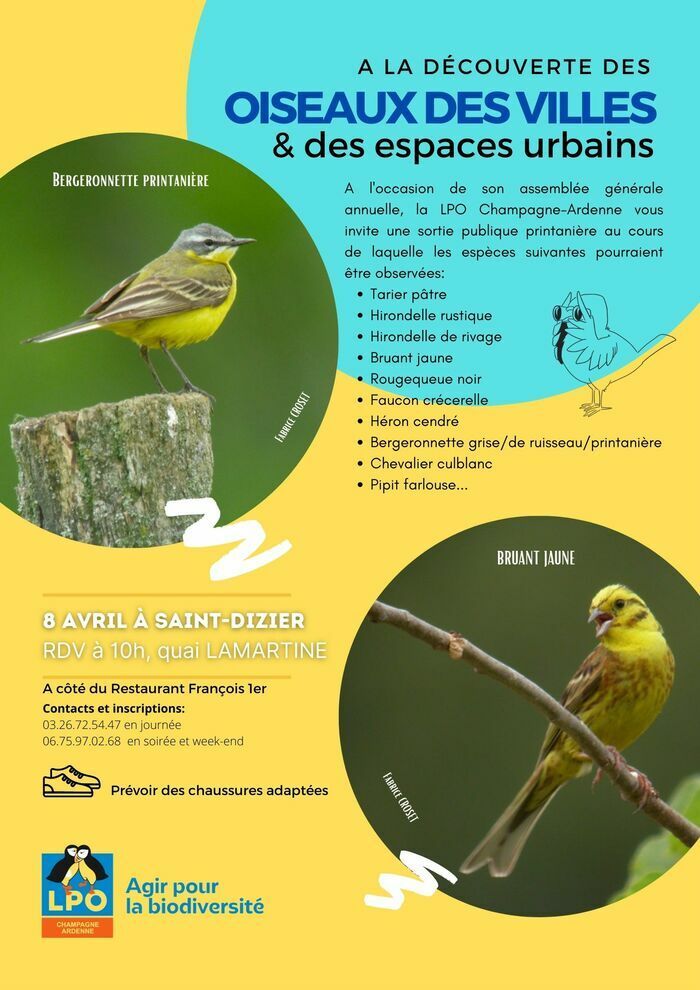 La LPO Champagne-Ardenne organise le samedi 8 avril une sortie en périphérie de Saint-Dizier pour observer les oiseaux des villes et des espaces urbains