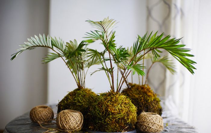 Le kokedama est un art japonais dérivé de celui du bonzaï. Ce sont de petites sphères de mousse naturelle contenant des plantes (vivantes) et qui peuvent être posées ou suspendues. Au cours de...