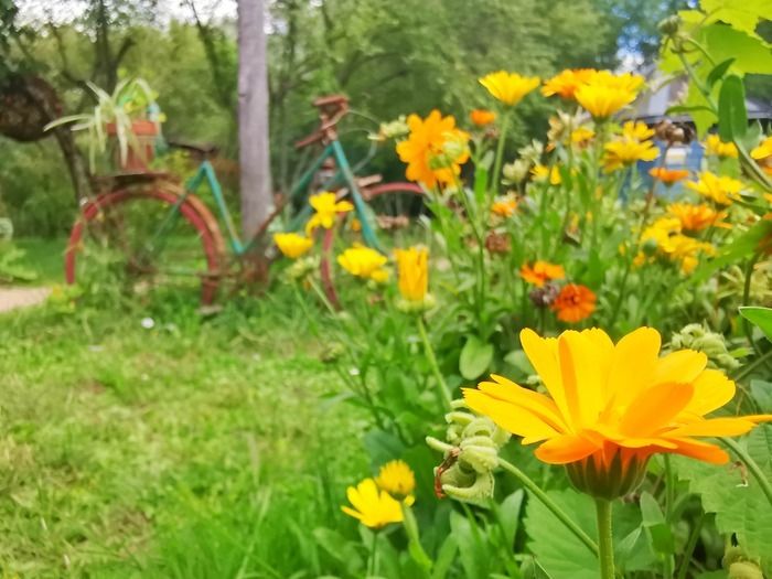 Naturfotograf Fabien Fougeroux bietet Ihnen drei Aktivitäten, um den Bio-Garten mit Ihrem Smartphone oder Ihrer Kamera zu entdecken oder wiederzuentdecken.