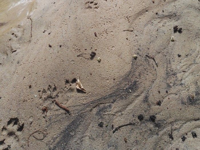 Parc des Jalles - Atelier + balade « Traces et empreintes des animaux » animée par l'Ecosite du Bourgailh