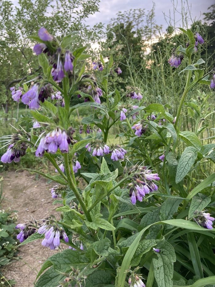 Kräuterspaziergang mit Workshop zum Entdecken heimischer Kräuter an ihrem natürlichen Standort. Erfassen mit allen Sinnen. Tipps zur Verwendung (Rezepte, Verarbeitung, Haltbarmachung).