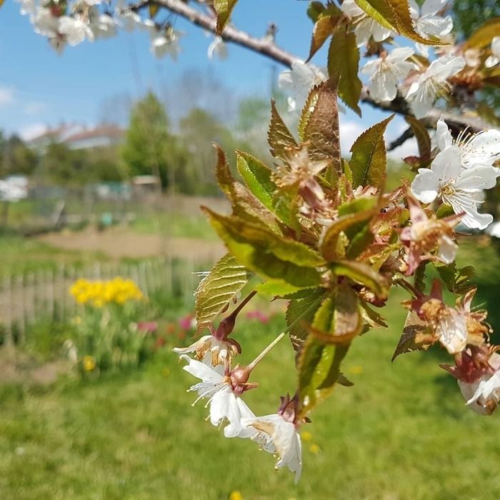 Anlässlich des Rendezvous in den Gärten 2024 besuchen Sie diesen kleinen Garten im Herzen der Vaîtes. Seit 8 Jahren mit Liebe kultiviert, hat es blühende Streifen, Gemüsebeete und einen...