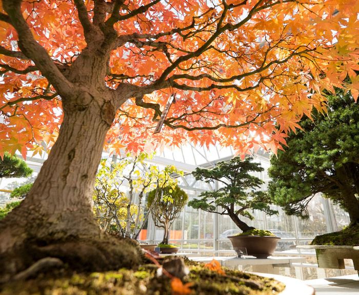 Treffen Sie den Leiter der Bonsai-Sammlung vor dem Hintergrund traditioneller japanischer Musik.