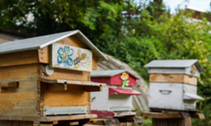 Entdecken und verstehen Sie die Komplexität der Ökologie von Honigbienen und Bienenzucht. Sie wissen es vielleicht nicht, aber diese kleinen Arbeiterinnen sind auch in der Lage zu kommunizieren...