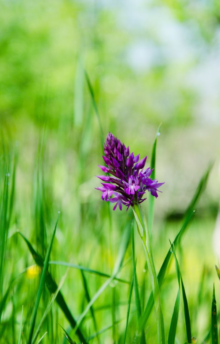 Orchidées sauvages