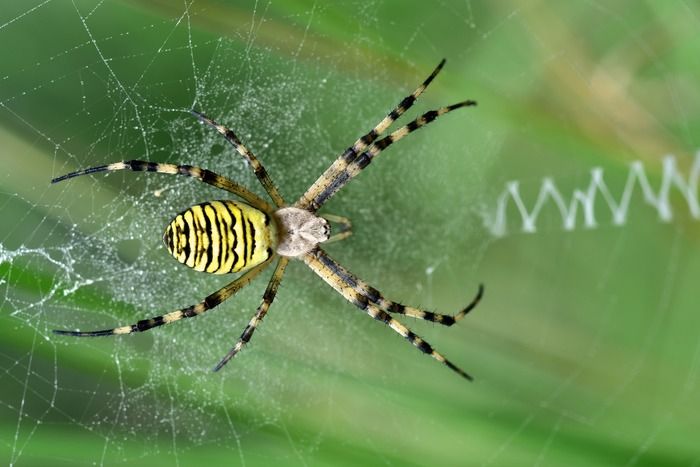 Venez en apprendre plus sur les araignées. Vous serez surpris de la diversité et de la beauté de certaines.