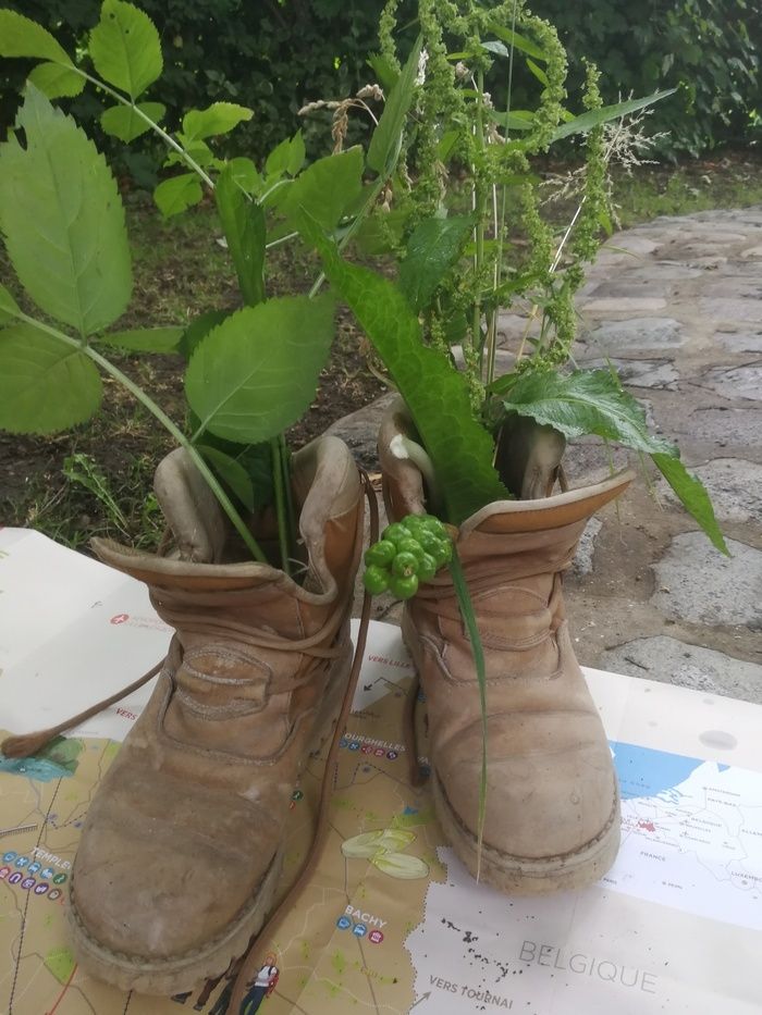 Randonnée découverte des plantes "médicinales" dans la plaine de la Marque. Départ 9H30 de Gruson, retour avant midi.