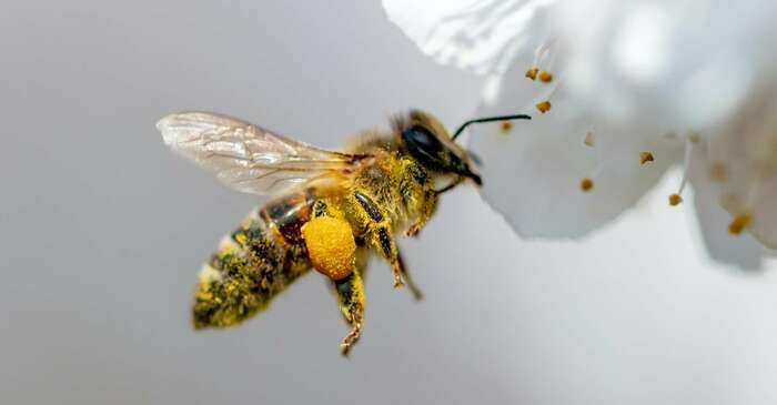 INITIATION A L'APICULTURE ET DECOUVERTE DES POLLINISATEURS