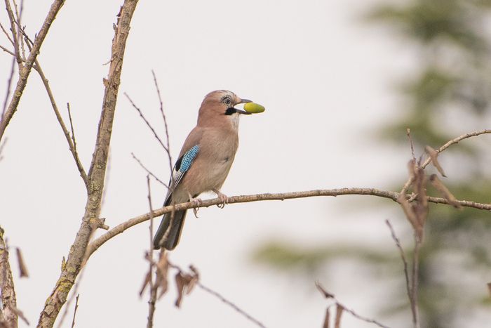 Venez découvrir la richesse ornithologique du parc des Beaumonts, où la faune et la flore sauvages sont protégées. Promenade détendue et conviviale.