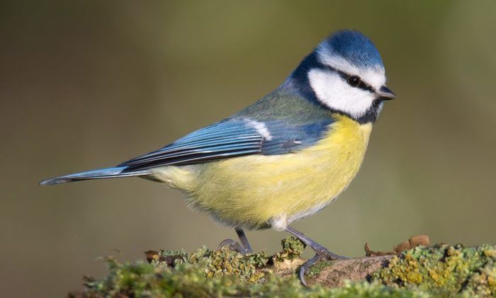 Leurs chants annoncent le printemps ! Venez écouter les oiseaux le temps d'une balade à vélo.