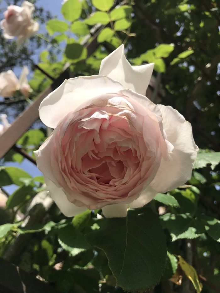 Rosen, Mohnblumen, Ringelblumen, Gänseblümchen und Mandelpaste! Zu probieren und zu genießen.